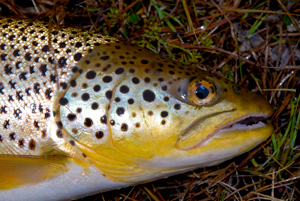 Brown Trout - Digital Reference Photos Volume 1